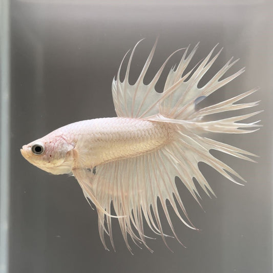 Betta Crowntail white L Mascul