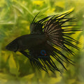 Betta crowntail black L Mascul