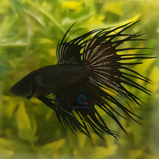 Betta crowntail black L Mascul