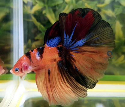 Betta Nemo long tail XL Mascul
