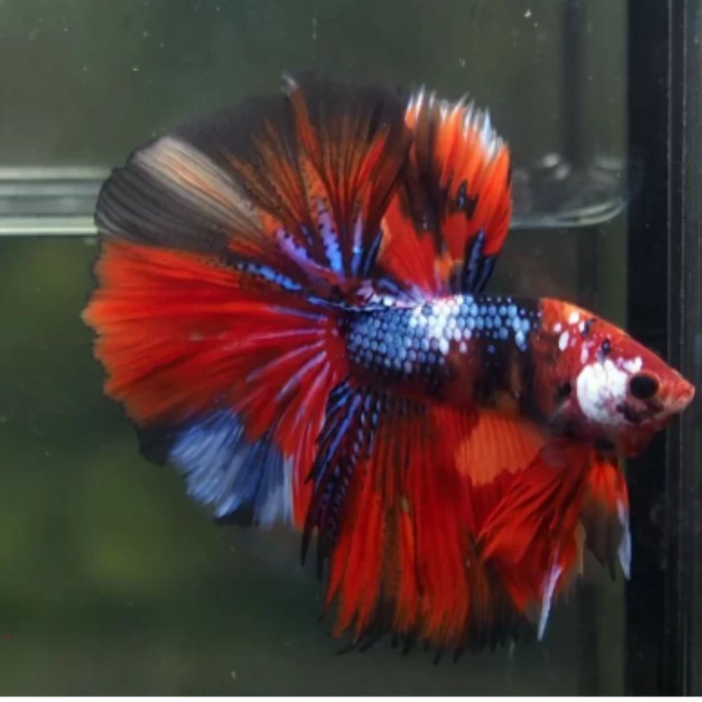 Betta Nemo long tail XL Mascul