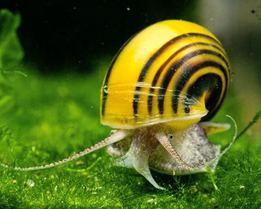 melc Asolene spixi Zebra Apple Snail pe fundal verde in acvariu