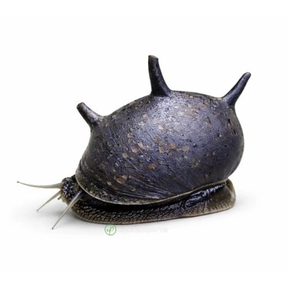 Melc Clithon thorn black 0,5-1 cm
