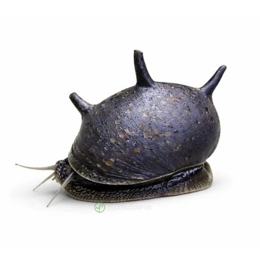 Melc Clithon thorn black 0,5-1 cm