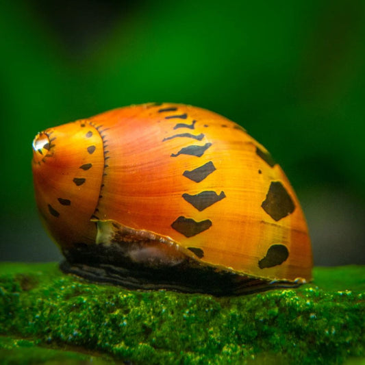 Melc Neritina sp. tigre