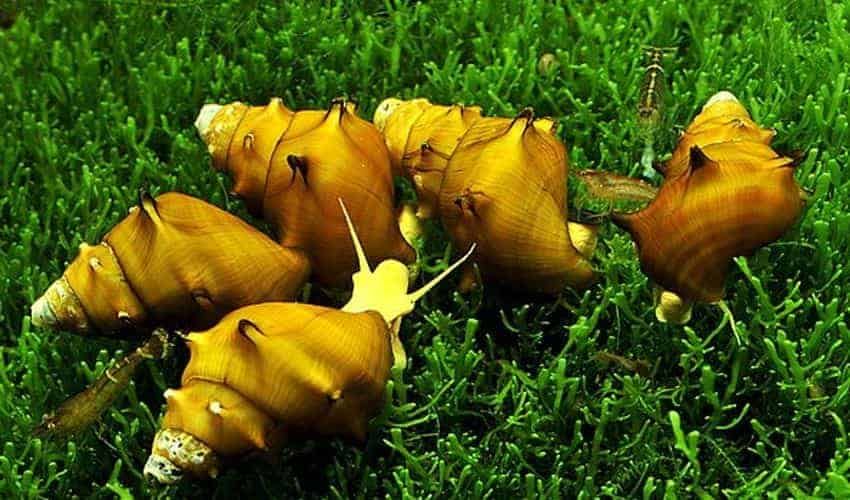 melci Brotia pagodula pe plante acvatice in acvariu