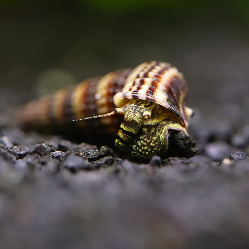 melc Cerithidea balteata sp King pe substrat negru in acvariu