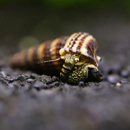 melc Cerithidea balteata sp King pe substrat negru in acvariu