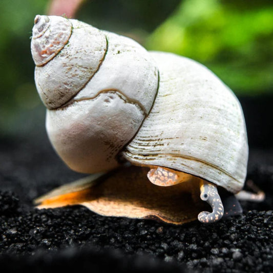 melc Filopaludina martensi cu cochilie alba pe substrat negru