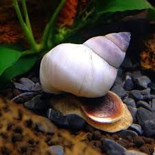 melc Filopaludina martensi White Wizard Snail pe pietris in acvariu
