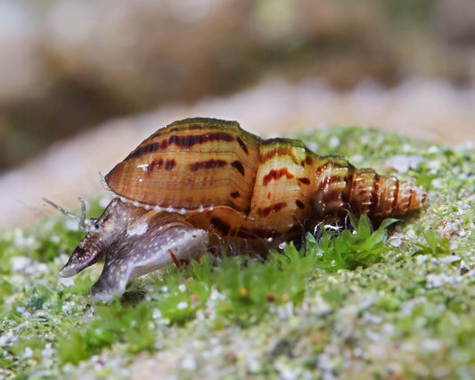 Melc Melanoides granifera 1 cm