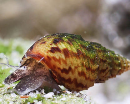 Melc Melanoides granifera 1 cm