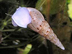 Melc Melanoides tuberculata 2 cm