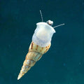 Melc Melanoides tuberculata 2 cm