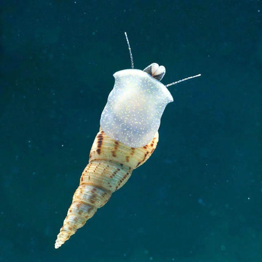 Melc Melanoides tuberculata 2 cm