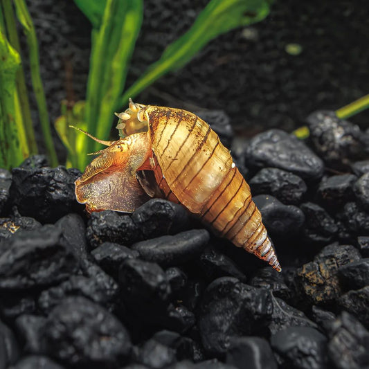 melc Neritina sp Prambanan pe substrat negru in acvariu
