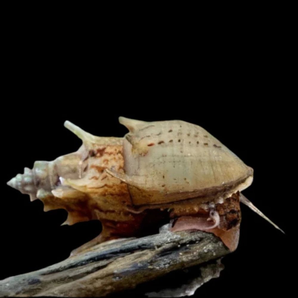 melc Neritina sp Prambanan pe radacina in acvariu