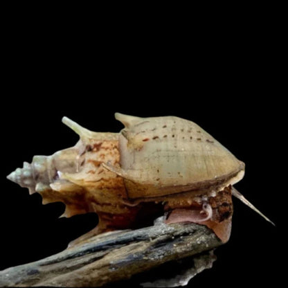 melc Neritina sp Prambanan pe radacina in acvariu