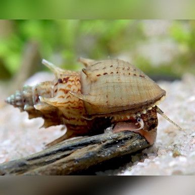 melc Neritina sp Prambanan pe lemn si nisip in acvariu