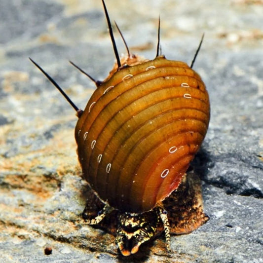 Melc Neritina sp. hair snail 1,5 cm