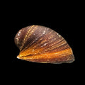 Melc Neritina sp. red lips 1-2 cm