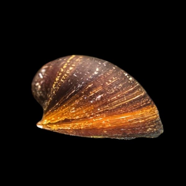 Melc Neritina sp. red lips 1-2 cm