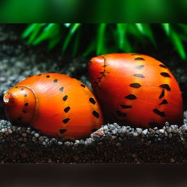 Melc Neritina sp. red spotted 1-1,5 cm
