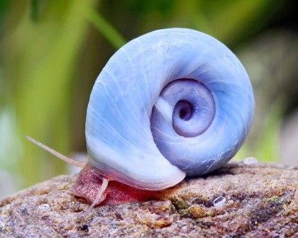 melc Planorbella duryi blue cu cochilie albastra pe piatra