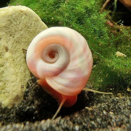 Melc Planorbella duryi pink 1-1,5 cm