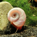 Melc Planorbella duryi pink 1-1,5 cm