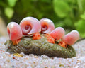 Melc Planorbella duryi pink 1-1,5 cm