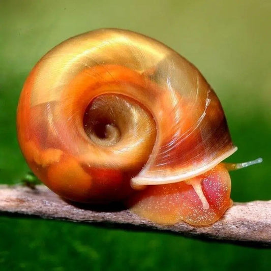 Melc Planorbella duryi 1-1,5 cm