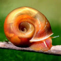 Melc Planorbella duryi 1-1,5 cm