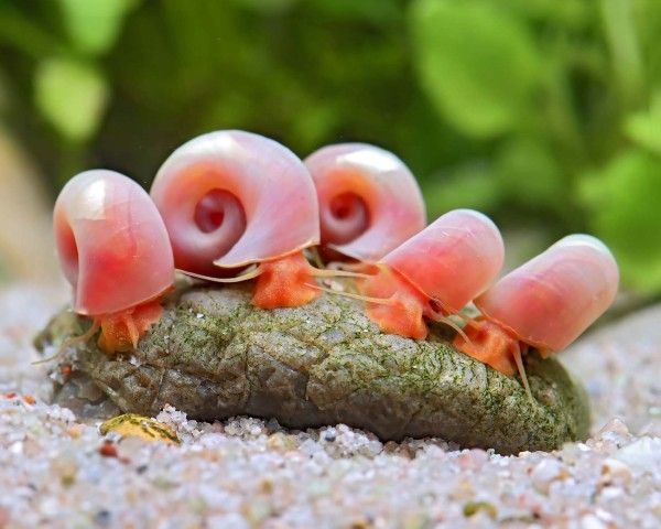Melc Planorbella duryi 1-1,5 cm