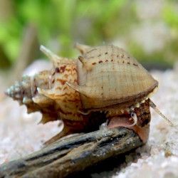 Melc Thiara scabra 1-2 cm