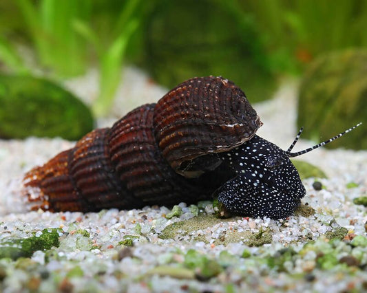 Melc Tylomelania black antena 5-9 cm