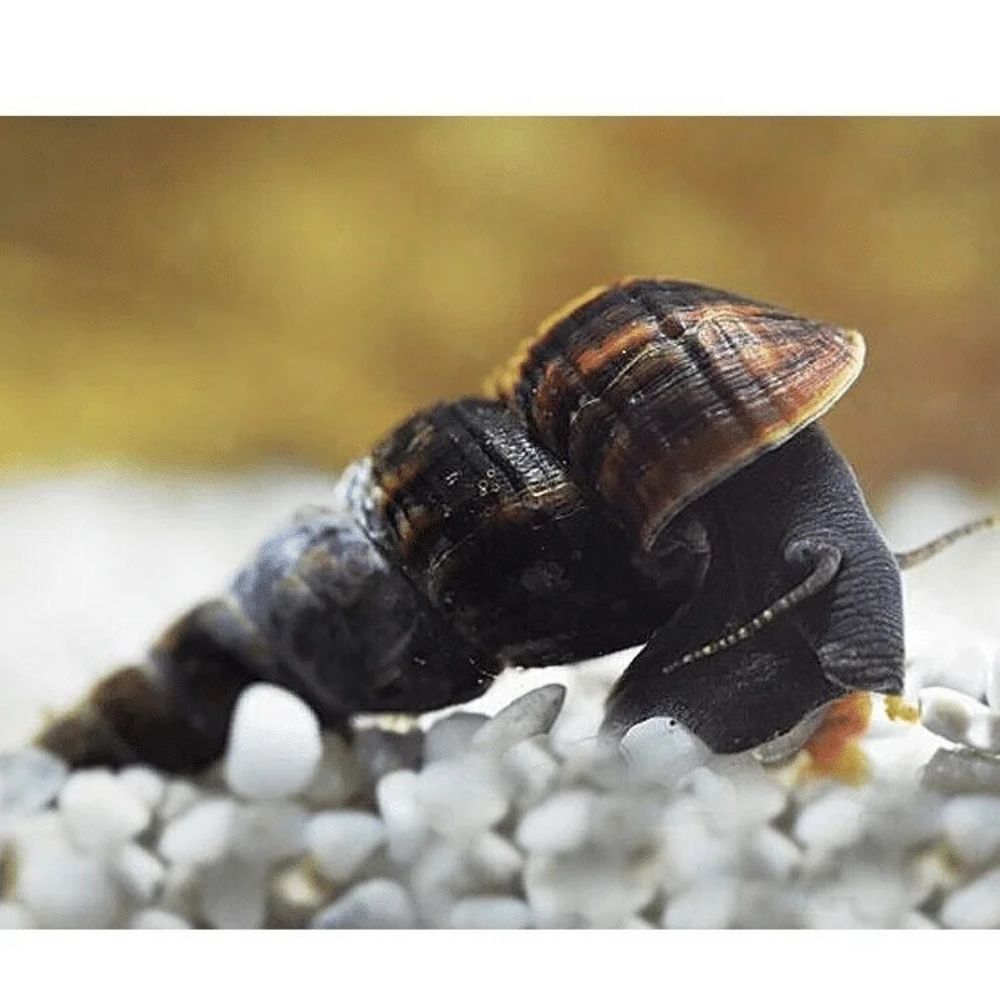 Melc Tylomelania black antena 5-9 cm