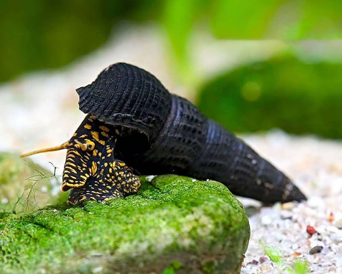 Melc vivipar, Tylomelania sp. yellow spot