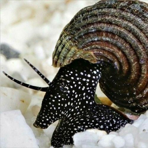 melc Tylomelania white spot pe substrat deschis in acvariu