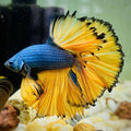 Betta Halfmoon Mustard M