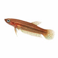 Betta livida klang 3,5-4 cm M
