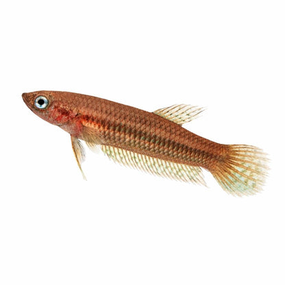 Betta livida klang 3,5-4 cm M