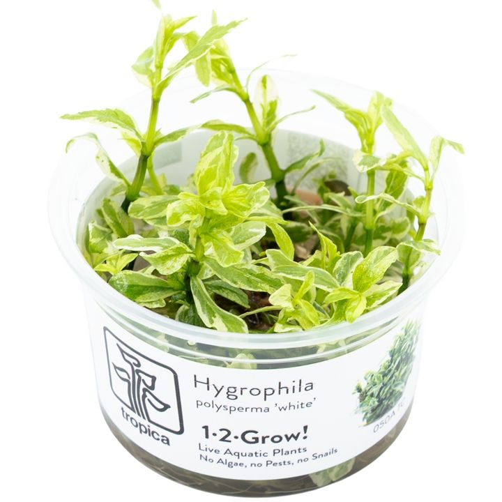 Planta naturala de acvariu, Tropica, Hygrophila polysperma White, 1-2-Go!, 5 cm