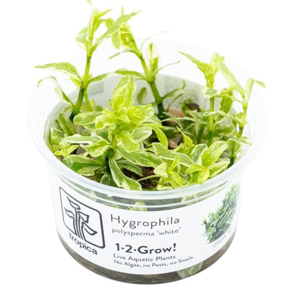 Planta naturala de acvariu, Tropica, Hygrophila polysperma White, 1-2-Go!, 5 cm