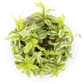 Planta naturala de acvariu, Tropica, Hygrophila polysperma White, 1-2-Go!, 5 cm