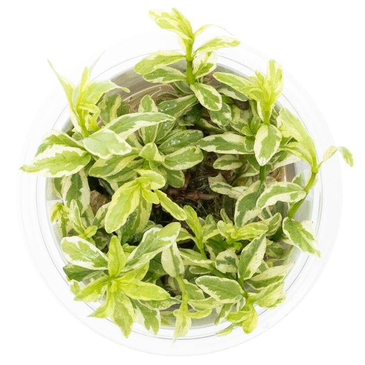 Planta naturala de acvariu, Tropica, Hygrophila polysperma White, 1-2-Go!, 5 cm