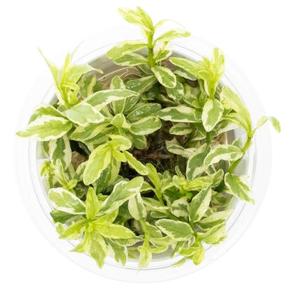 Planta naturala de acvariu, Tropica, Hygrophila polysperma White, 1-2-Go!, 5 cm
