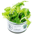 Planta naturala de acvariu, Hygrophila difformis 1-2-Grow!, 5 cm