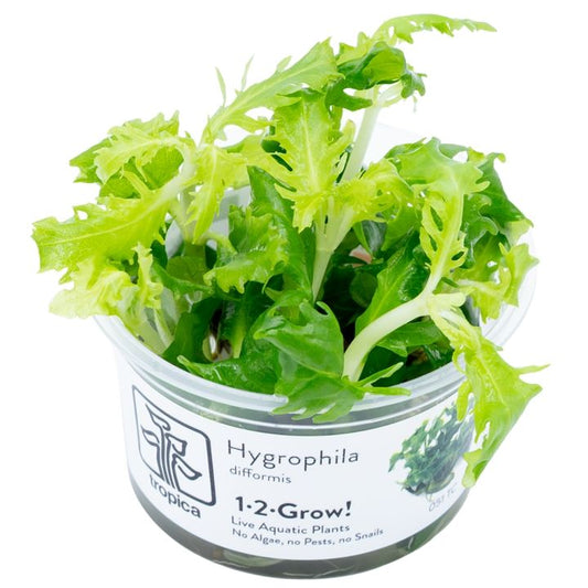 Planta naturala de acvariu, Hygrophila difformis 1-2-Grow!, 5 cm