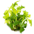 Planta naturala de acvariu, Hygrophila difformis 1-2-Grow!, 5 cm